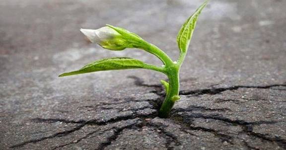 Nghị luận Giữa một v&ugrave;ng đất kh&ocirc; cằn sỏi đ&aacute;, c&acirc;y hoa dại vẫn mọc l&ecirc;n....